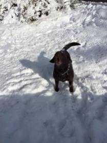 Guinness Snow dog 2-6-16
